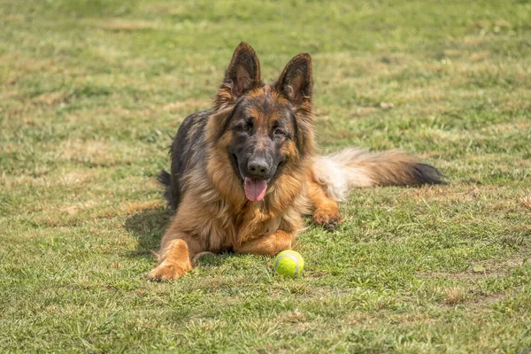 A happy German shepherd dog plays on a green lawn on a sunny day. German shepherd on the prowl. Young animal. A dog with a ball. Large dog breed. Playful dog character.