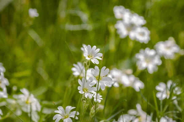 stock image Many white wild flowers on a green field. White wildflowers in the form of stars. The flowers look like daisies. Delicate white petals. Summer landscape. Green background.