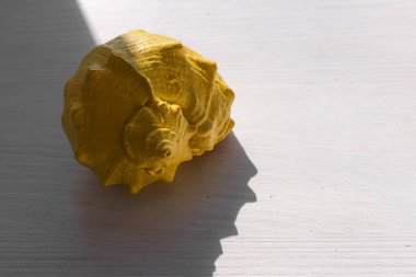 Sert gölgelerde sarı bir kabuk. Altın nesne yakın plan. Işık ve gölge. Deniz teması. Karşıt görüntü. Beyaz üstüne sarı. Siyah üzerine sarı.