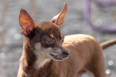 Kızgın, yaşlı teriyer. Yakın plan. Süslü köpek cinsi. Dişli köpek. Komik oyuncak teriyeri. Küçük bir hayvan. Uljulenetsb öğretiyorum. İnsanın bir dostu. Köpek portresi.