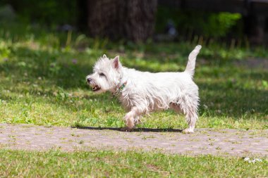 West Highland Beyaz Teriyeri. Beyaz köpek. Safkan hayvan. Köpek parkı. Yürüyüşe çıkmış bir köpek. Yavru köpek yetiştiriyorum..