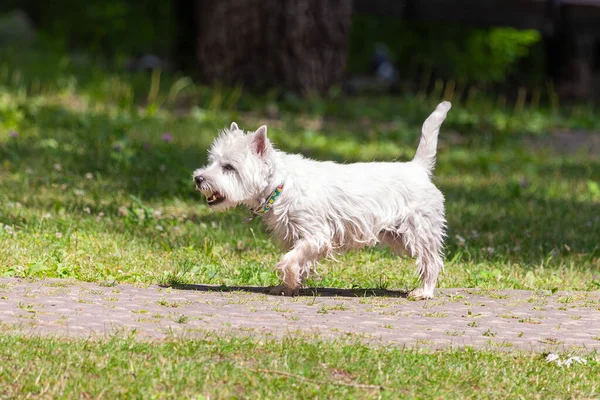 West Highland White Terrier Biały Pies Czystej Krwi Zwierzak Plac — Zdjęcie stockowe