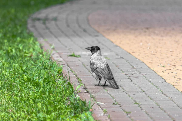 Kråka Stadsfåglar Sommarpark Smart Fågel Ornitologivetenskap Ensam Kråka Parken — Stockfoto