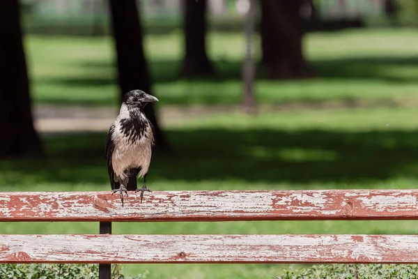 Eine Krähe Stadtvögel Sommerpark Kluger Vogel Ornithologie Einsame Krähe Park — Stockfoto