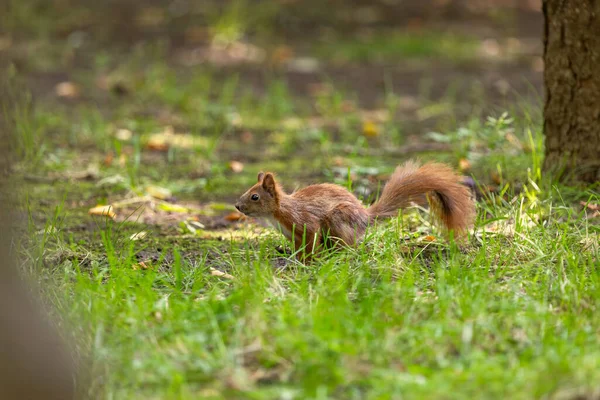 Red Squirrel Wild Animals Wild Life Summer Park Cute Rodent Stock Image
