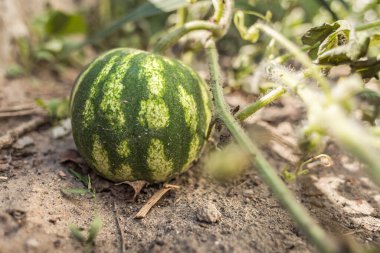 Sulu karpuz. Yaz meyveleri ve meyveler. Mevsimlik tarım ürünleri. Kırmızı dut. Susuzluğunu gider. Kherson karpuzu. Ukrayna ürünleri. Ukrayna ekonomisi. Bahçede küçük bir karpuz olgunlaşıyor..