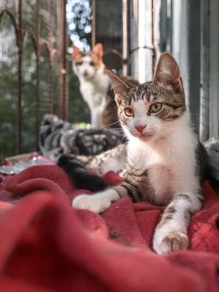 Wie Man Tiere Fotografiert Katzentag Tierschutz Katzenhaus Tier Käfig Niedliche — Stockfoto