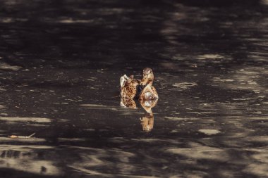 Suda ördek. Vahşi doğadaki hayvanlar. Sonbahar doğası. Av sezonu. Suda yansıma. Nehir suyu. Su kuşunun yakın çekimi. Hayvanat bahçesi sakinleri. Gri bir ördek sonbaharda berrak bir gölde yüzer..