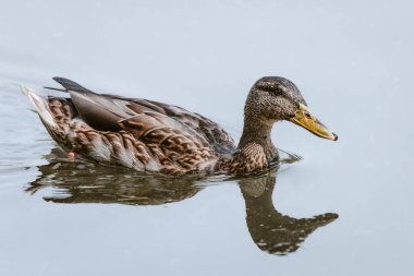 Suda ördek. Vahşi doğadaki hayvanlar. Sonbahar doğası. Av sezonu. Suda yansıma. Nehir suyu. Su kuşunun yakın çekimi. Hayvanat bahçesi sakinleri. Gri bir ördek sonbaharda berrak bir gölde yüzer..