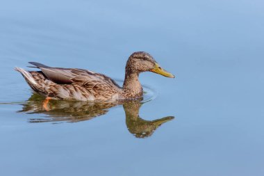 Suda ördek. Vahşi doğadaki hayvanlar. Sonbahar doğası. Av sezonu. Suda yansıma. Nehir suyu. Su kuşunun yakın çekimi. Hayvanat bahçesi sakinleri. Gri bir ördek sonbaharda berrak bir gölde yüzer..