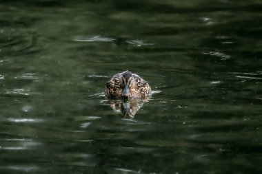 Suda ördek. Vahşi doğadaki hayvanlar. Sonbahar doğası. Av sezonu. Suda yansıma. Nehir suyu. Su kuşunun yakın çekimi. Hayvanat bahçesi sakinleri. Gri bir ördek sonbaharda berrak bir gölde yüzer..