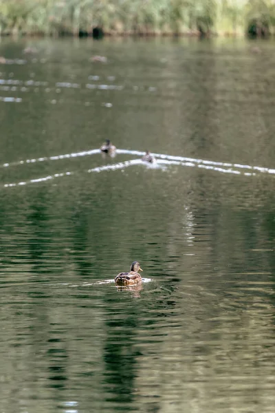 Duck on water. Animals in the wild. Autumn nature. Hunting season. Reflection in water. River water. Waterfowl close-up. Zoo residents. A gray duck swims in a clear lake in autumn.