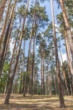 Ormanda uzun çam ağaçları, daha düşük bir açıdan çekilmiş. Çam ormanının gölgesi ve serinliği. Uzun çam ağacı. Parlak orman. Yaz ve sonbahar orman manzarası.