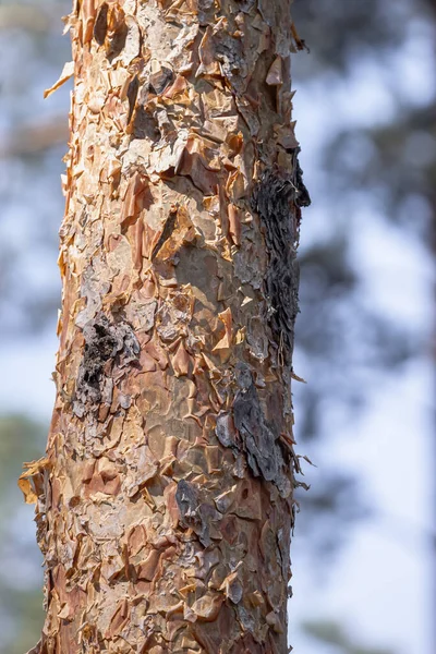 Textura Casca Tronco Uma Velha Árvore Coníferas Tema Floresta Macro — Fotografia de Stock