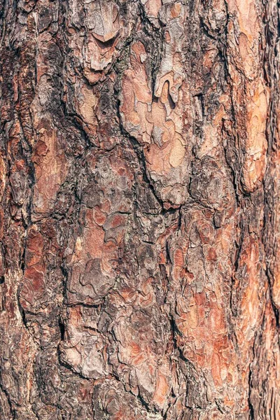 Textura Casca Tronco Uma Velha Árvore Coníferas Tema Floresta Macro — Fotografia de Stock