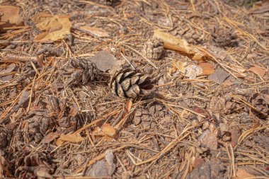 Yerde kozalaklı kuru kozalaklı bir kozalak. Çam ormanı. Düşmüş bir koni. Kozalaklı ağaçlar. Sonbahar manzarası. Sonbahar yaprakları.