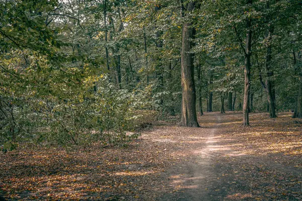 A path covered with yellow fallen leaves in an autumn park. Green trees. Orange leaves. Fall colors. Fairytale forest. Bright nature. Walk in nature. Green tourism. A path among greenery. Travel on foot.