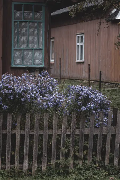 Purple flowers behind a wooden fence in a country yard. Old wooden fence. Violet flowers. Landscape design. Domesticity. Village yard. Vintage style. A flower garden near the house. Home comfort.