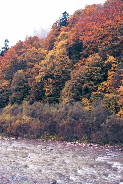 Φθινοπωρινά Χρώματα Δάσος Τον Οκτώβριο Και Τον Νοέμβριο Τέλος Φθινοπώρου — Φωτογραφία Αρχείου
