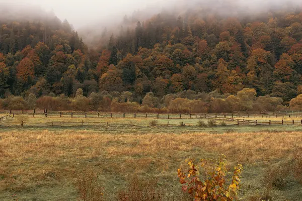 Podzimní Barvy Oplocená Oblast Dřevěný Plot Les Říjnu Listopadu Pozdní — Stock fotografie