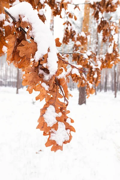 Red oak leaves on a tree in the snow. Trees in the snow. Red leaves. Snow park. Snow landscape. A frosty day. Christmas mood. Winter nature. Snow on the leaves.