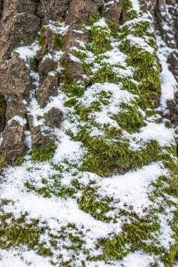 Ağaç gövdesinde karla kaplı yeşil yosun. Dünyanın diğer tarafını nasıl belirleyeceğimizi. Orman manzarası. Ağaca yakın plan. Kış fotoğrafı. Kuzey tarafı.
