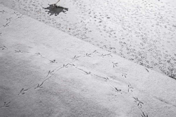Tracks of birds in the snow. Duck paw prints. Frozen lake. Winter landscape. Cold season. White background.