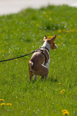 Dört bacaklı bir arkadaş. Safkan köpek. Yavru köpek yetiştiriyorum. Sadık bir yoldaş. Türün tuhaflıkları işte. Dört pençe. Olumlu düşüncenin kaynağı. Köpek parkı. Hayvan yaşamı..