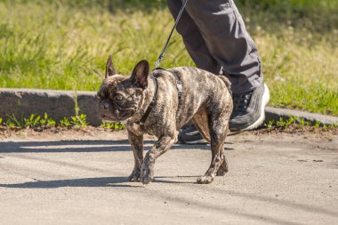Dört bacaklı bir arkadaş. Safkan köpek. Yavru köpek yetiştiriyorum. Sadık bir yoldaş. Türün tuhaflıkları işte. Dört pençe. Olumlu düşüncenin kaynağı. Köpek parkı. Hayvan yaşamı..