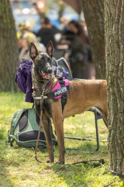 Dört bacaklı bir arkadaş. Safkan köpek. Yavru köpek yetiştiriyorum. Sadık bir yoldaş. Türün tuhaflıkları işte. Dört pençe. Olumlu düşüncenin kaynağı. Köpek parkı. Hayvan yaşamı..