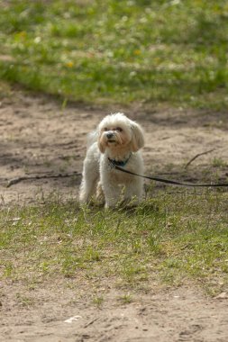 Dört bacaklı bir arkadaş. Safkan köpek. Yavru köpek yetiştiriyorum. Sadık bir yoldaş. Türün tuhaflıkları işte. Dört pençe. Olumlu düşüncenin kaynağı. Köpek parkı. Hayvan yaşamı..