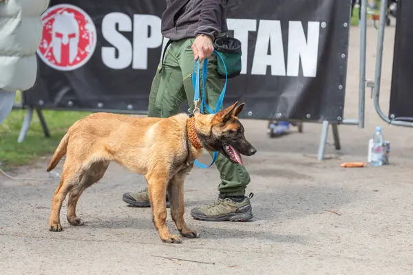 Dört bacaklı bir arkadaş. Safkan köpek. Yavru köpek yetiştiriyorum. Sadık bir yoldaş. Türün tuhaflıkları işte. Dört pençe. Olumlu düşüncenin kaynağı. Köpek parkı. Hayvan yaşamı..