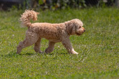 Güneşli bir günde yeşil bir çimenlikte yürüyüşe çıkmış safkan bir evcil köpek. Mutlu evcil köpek. Safkan köpek. Yavru köpek bir oyuncakla yürüyüşe çıktı. Köpek parkı. Oyuncu dört ayaklı arkadaşlar. Bir köpek yavrusu ihtiyaç duyar. Sadık hayvanlar. Şirin yavrular..