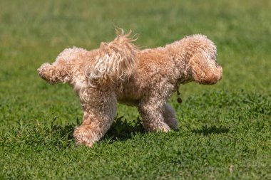 Güneşli bir günde yeşil bir çimenlikte yürüyüşe çıkmış safkan bir evcil köpek. Mutlu evcil köpek. Safkan köpek. Yavru köpek bir oyuncakla yürüyüşe çıktı. Köpek parkı. Oyuncu dört ayaklı arkadaşlar. Bir köpek yavrusu ihtiyaç duyar. Sadık hayvanlar. Şirin yavrular..
