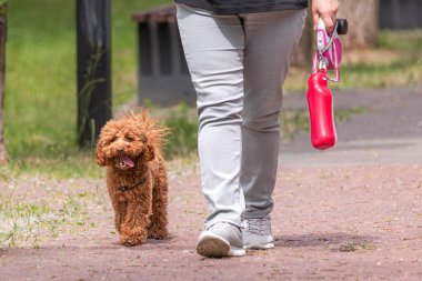 Safkan köpek yavrusu. Dört bacaklı bir arkadaş. Mutlu hayvan. Maltipu huzursuz. Köpek gezdirme. Köpeğin karakteri. Küçük ırktan köpeklerin eğitimi. Bir kadının ayaklarının dibinde bir köpek.