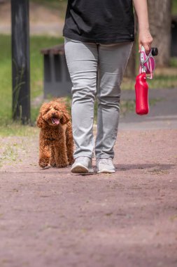 Safkan köpek yavrusu. Dört bacaklı bir arkadaş. Mutlu hayvan. Maltipu huzursuz. Köpek gezdirme. Köpeğin karakteri. Küçük ırktan köpeklerin eğitimi. Bir kadının ayaklarının dibinde bir köpek.