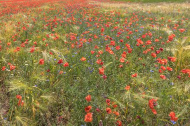 Güneşli bir günde mavi gökyüzünün altındaki gelincik tarlasının manzarası. Ukrayna 'nın yaz manzarası. Özgür bir ülke. Tarlada haşhaş ve buğday. Doğanın sulu renkleri. Ukrayna 'nın Doğası.