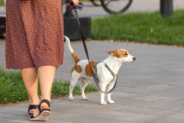 Safkan köpek. Av cinsi. Yürüyüşe çıkmış bir hayvan. Köpek gezdirme kuralları. Tasmalı köpek yavrusu. Dört bacaklı bir arkadaş. Jack Russell teriyerinin köpeği sahibinin bacaklarının yanında tasmalı bir köpek yetiştirir..