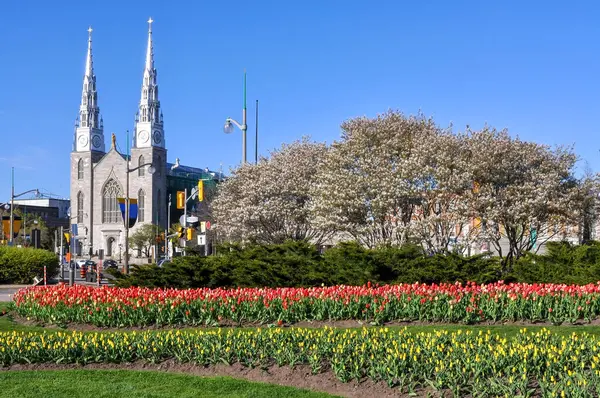 stock image Rows of tulips and Cherry Blossom tree on display for the annual Tulip Festival in Majors Hill Park. Notre-Dame Cathedral Basilica can be seen on the left