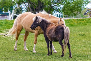 A chestnut mare with her foal in a field during springtime clipart