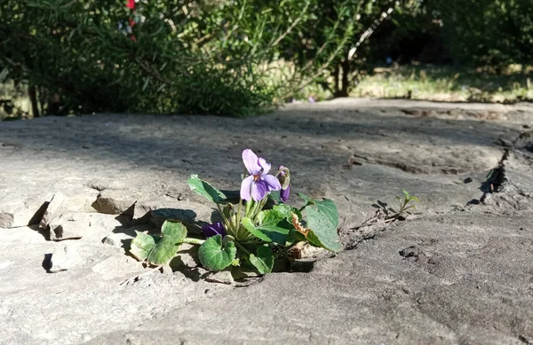 Violett Blomma Som Växer Betong — Stockfoto