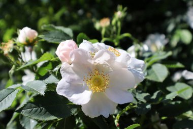 Rosa Canina 'nın beyaz çiçeği