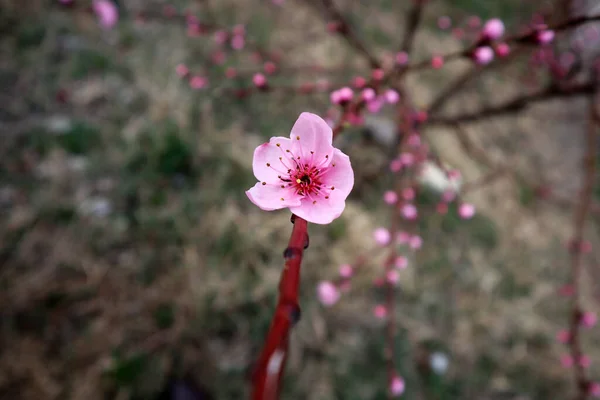 Flores Pêssego Primavera — Fotografia de Stock