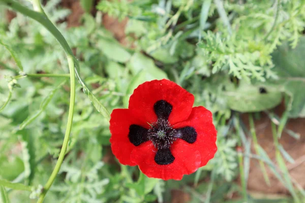 Gürcistan 'daki Papaver Commutatum
