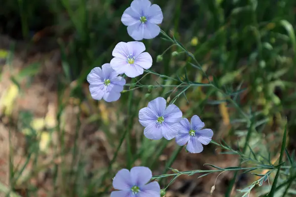 Tarlada linum çiçekleri 