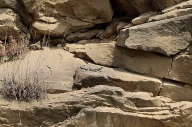 Kafkas agaması güneşte ısınıyor.