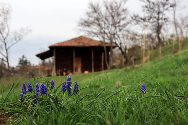 Muscari Blumen Blühen Frühling Und Ein Altes Georgisches Holzhaus — Stockfoto