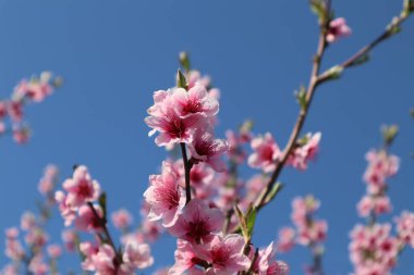 Şeftali baharda çiçek açar.