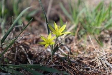 Baharda Gagea 'nın sarı çiçekleri