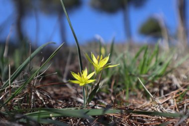 Baharda Gagea 'nın sarı çiçekleri